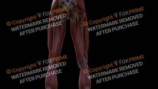 Muscular System Semimembranosus 1 Still Shot