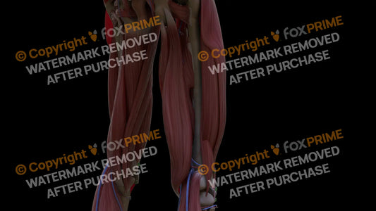 Muscular System Semimembranosus 2 Still Shot