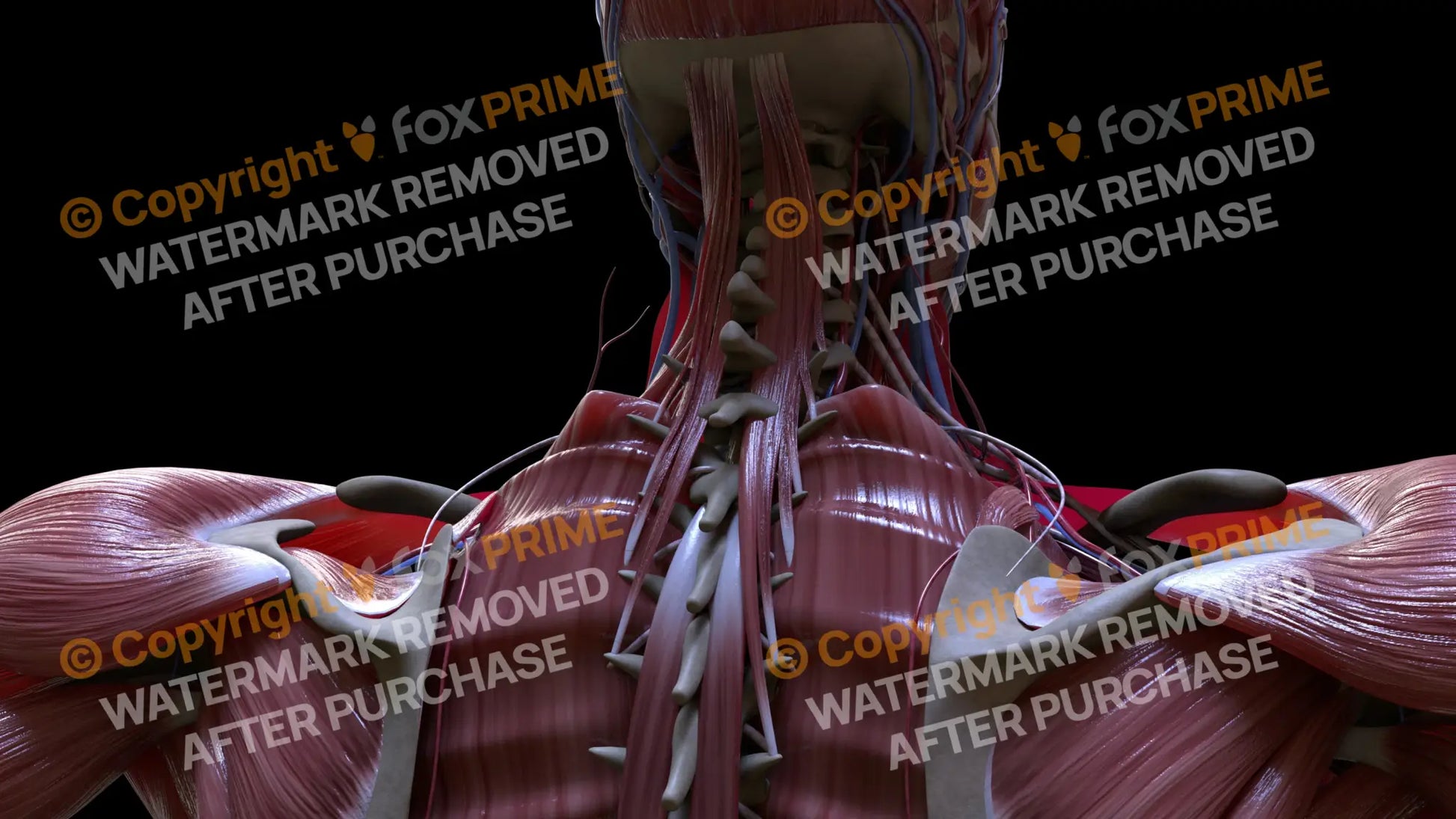 Muscular System Semispinalis Capitis 1 Still Shot