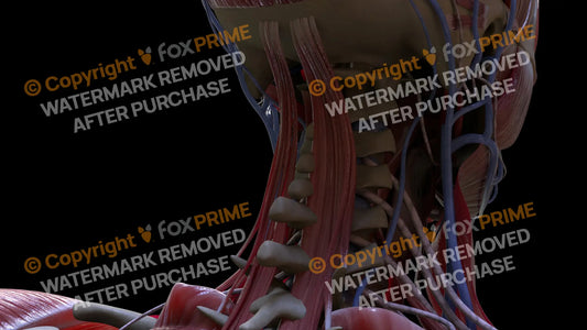 Muscular System Semispinalis Capitis 2 Still Shot