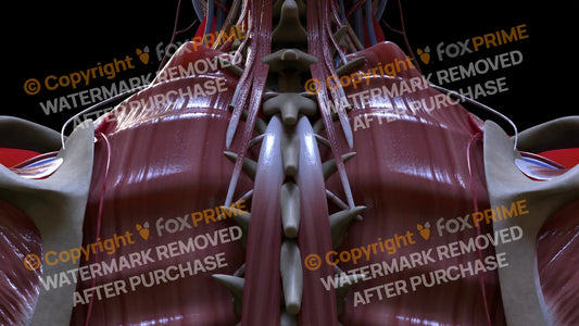 Muscular System Semispinalis Capitis 3 Still Shot