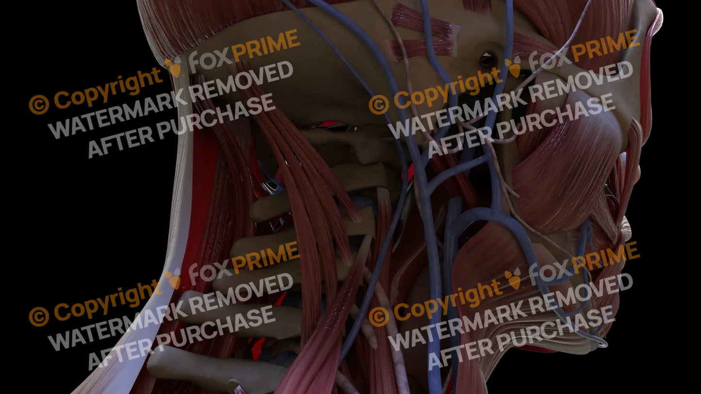 Muscular System Semispinalis Cervicis 1 Still Shot