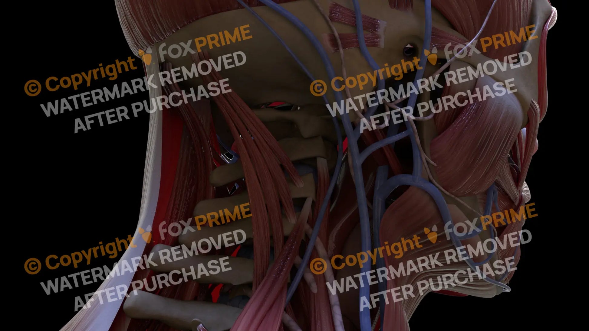 Muscular System Semispinalis Cervicis 1 Still Shot