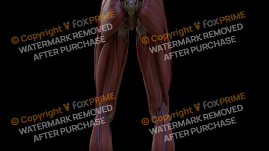 Muscular System Semitendinosus 1 Still Shot