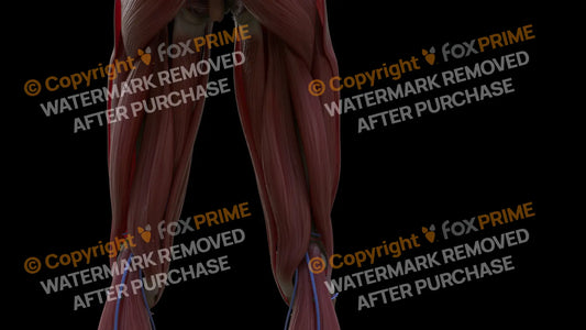 Muscular System Semitendinosus 2 Still Shot