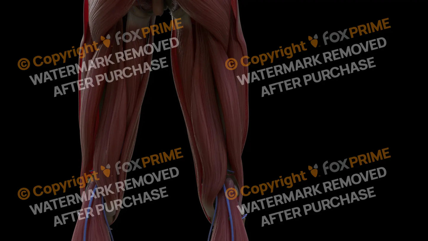 Muscular System Semitendinosus 2 Still Shot