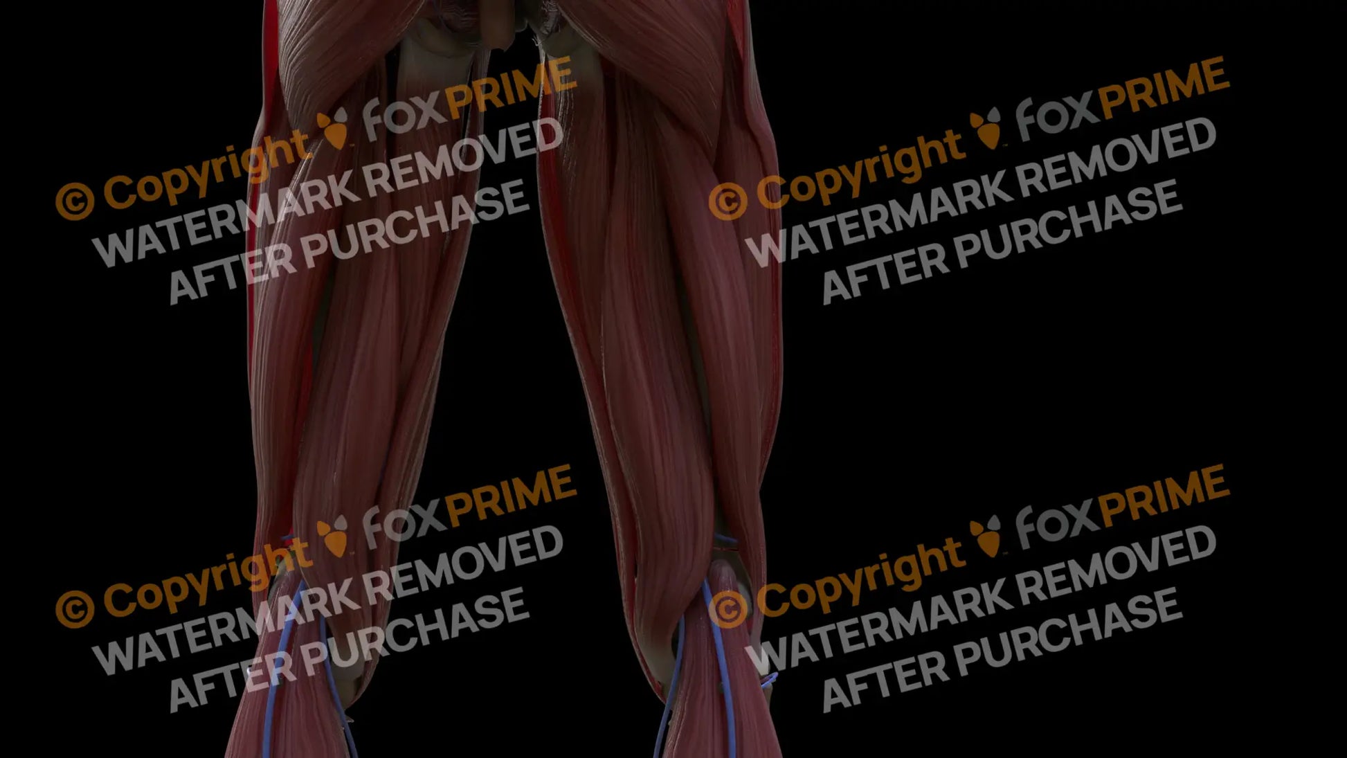 Muscular System Semitendinosus 2 Still Shot