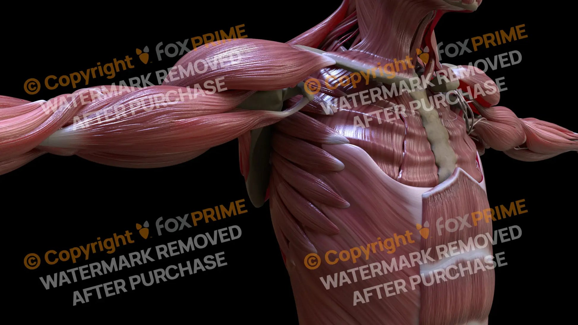 Muscular System Serratus Anterior 1 Still Shot