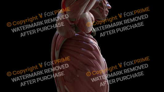 Muscular System Serratus Anterior 2 Still Shot