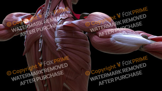 Muscular System Serratus Anterior 3 Still Shot