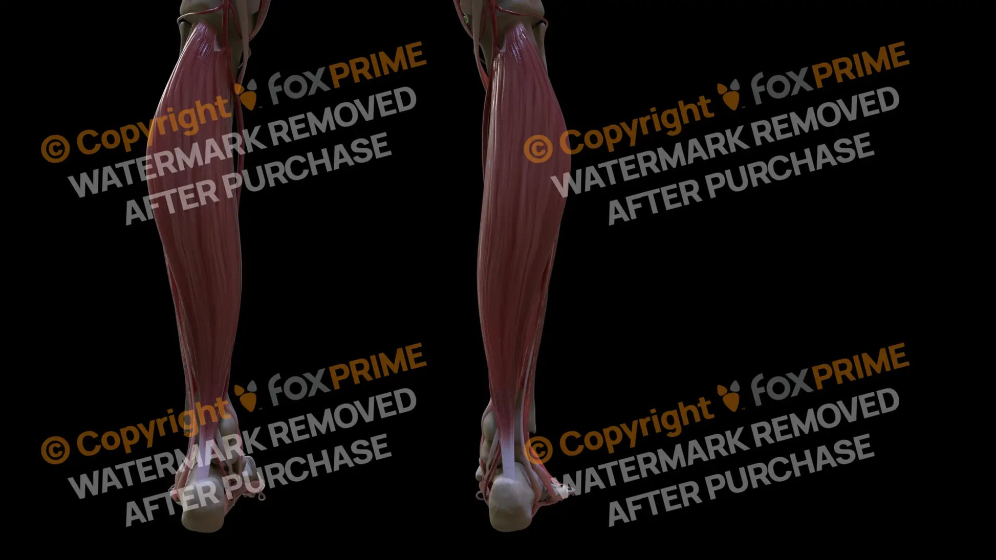 Muscular System Soleus 1 Still Shot