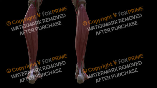 Muscular System Soleus 1 Still Shot