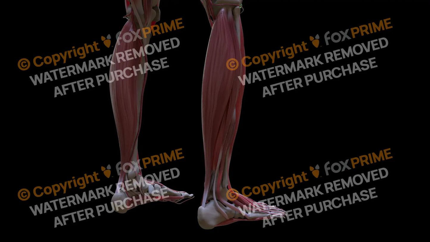 Muscular System Soleus 2 Still Shot