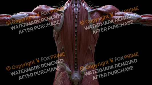 Muscular System Spinalis 1 Still Shot