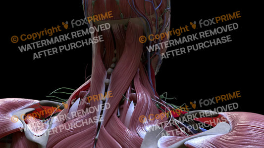 Muscular System Splenius Capitis 1 Still Shot
