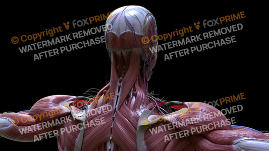 Muscular System Splenius Capitis 2 Still Shot