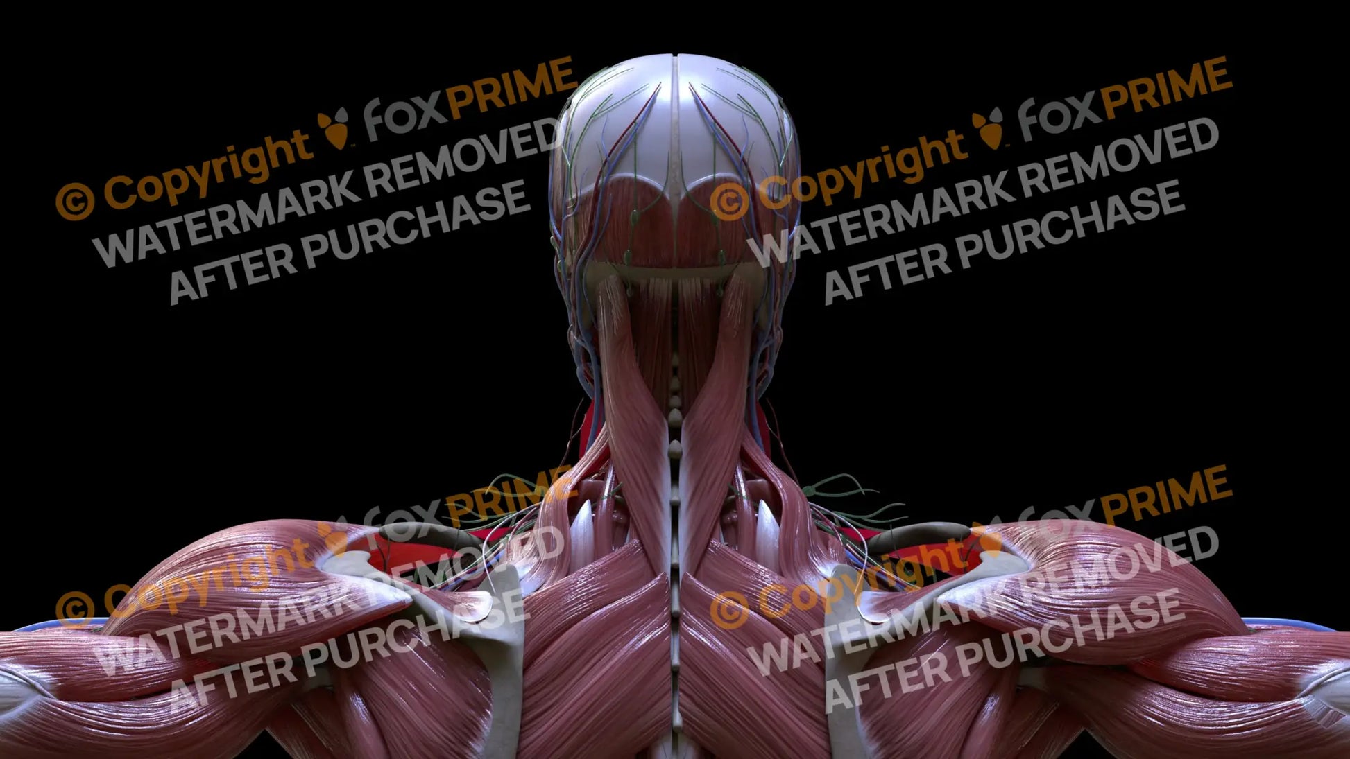 Muscular System Splenius Capitis 3 Still Shot