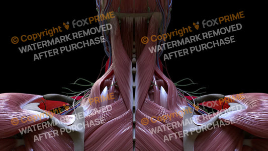 Muscular System Splenius Capitis 4 Still Shot