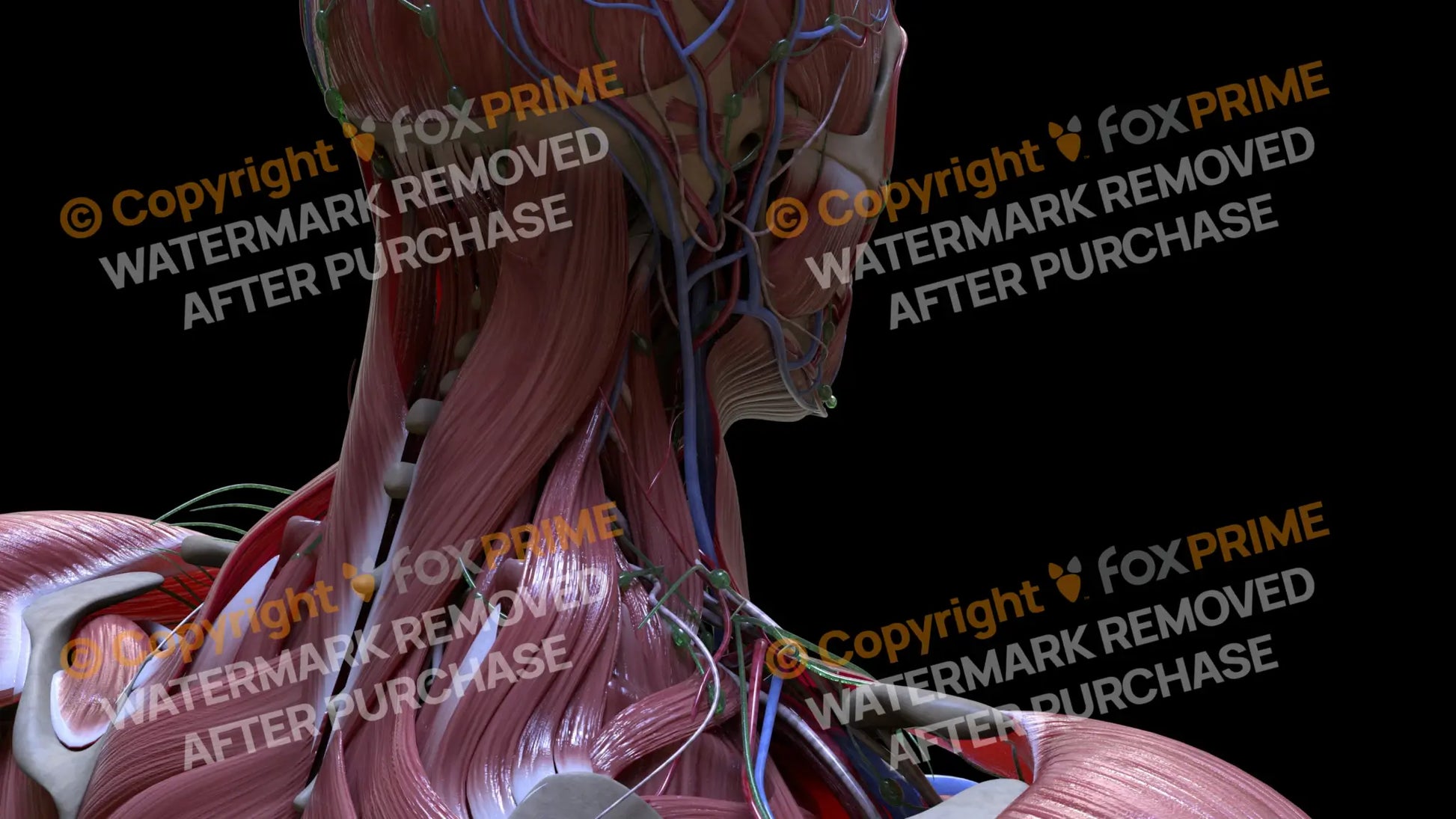 Muscular System Splenius Capitus 1 Still Shot