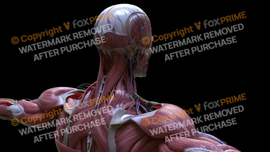 Muscular System Splenius Capitus 2 Still Shot