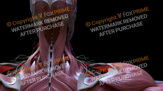 Muscular System Splenius Capitus 3 Still Shot