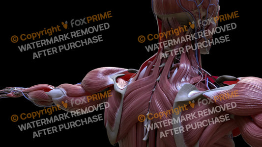 Muscular System Splenius Cervicis 1 Still Shot