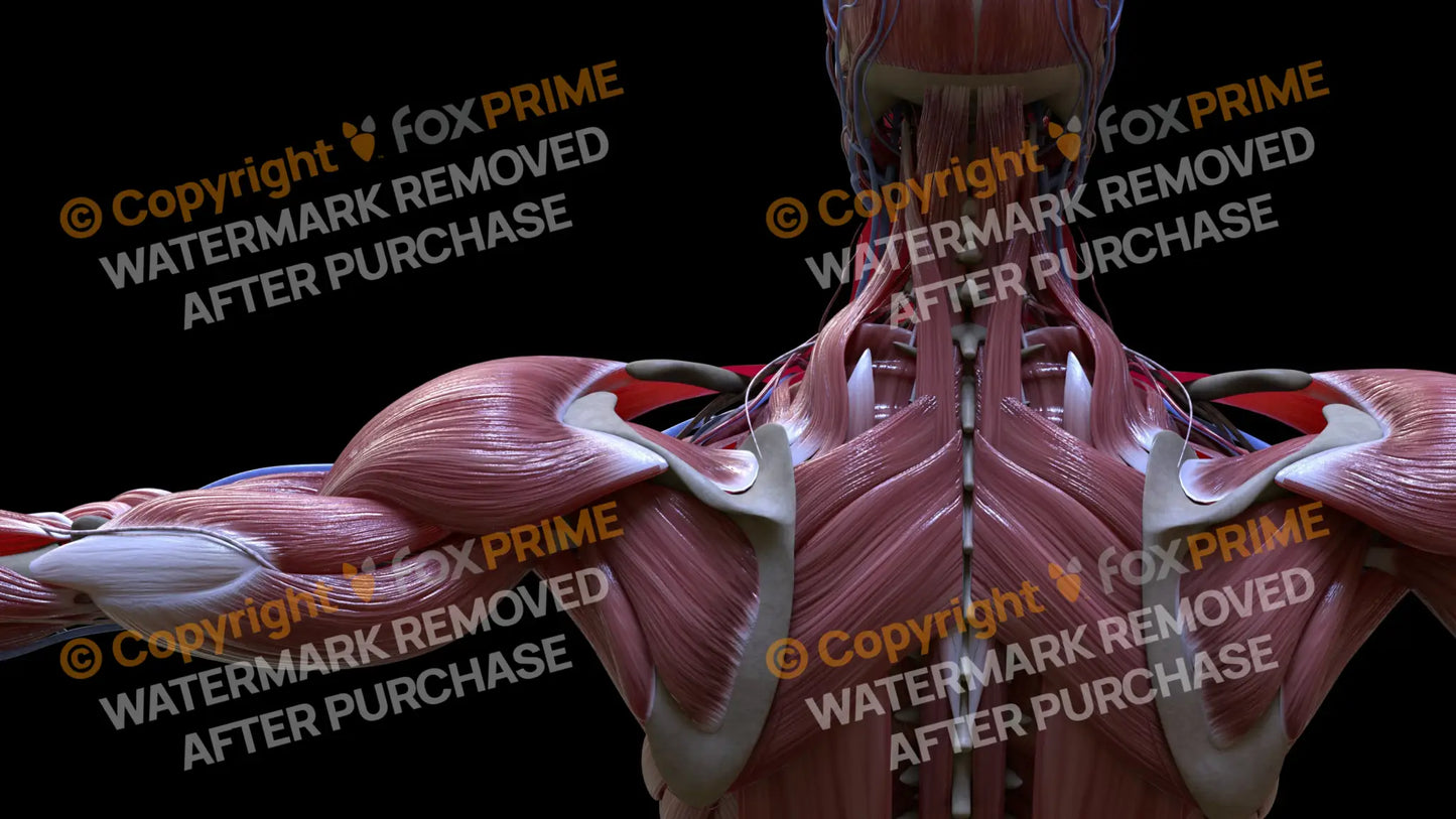 Muscular System Splenius Cervicis 2 Still Shot