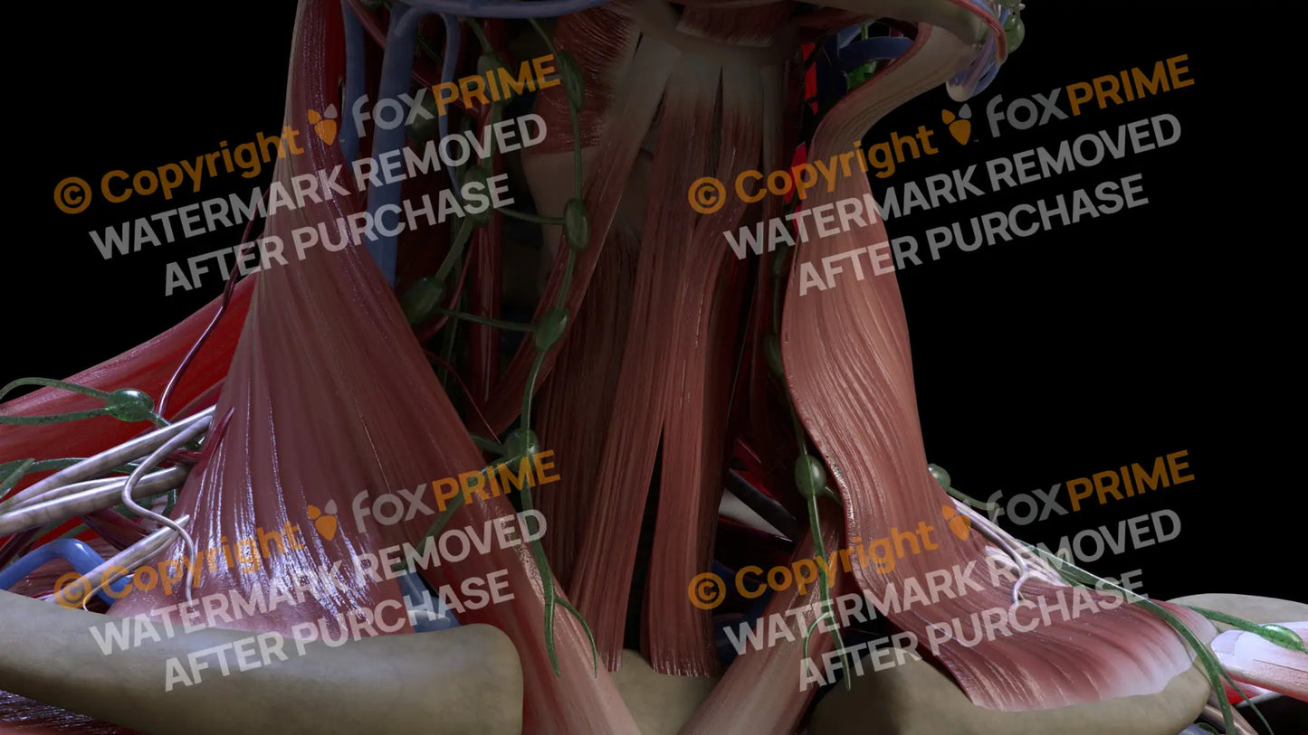 Muscular System Stemohyoid 1 Still Shot
