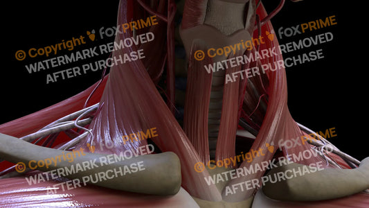 Muscular System Stemothyroideus 1 Still Shot