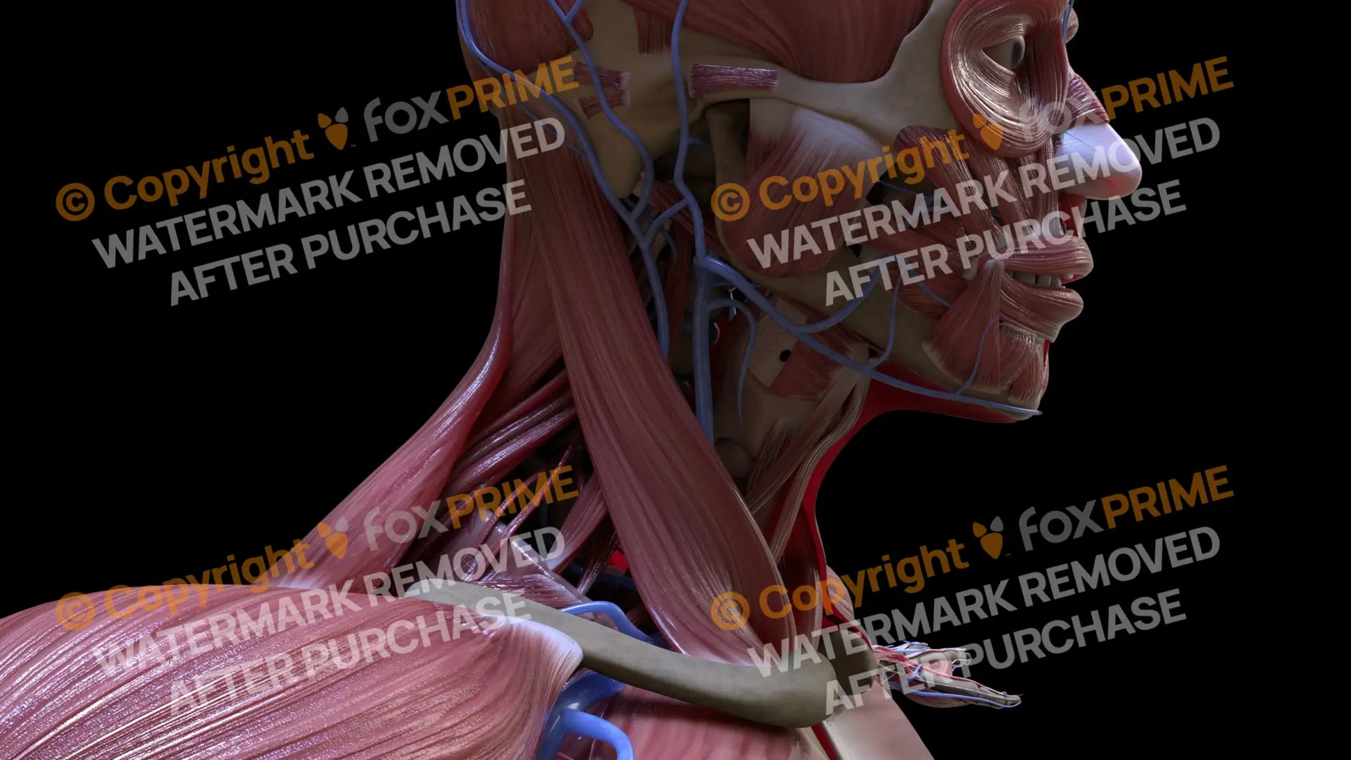 Muscular System Sternocleidomastoid 1 Still Shot