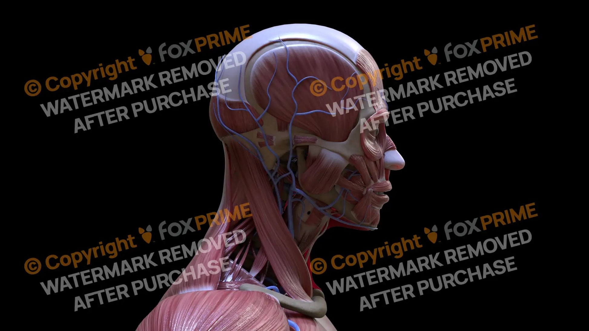 Muscular System Sternocleidomastoid 2 Still Shot
