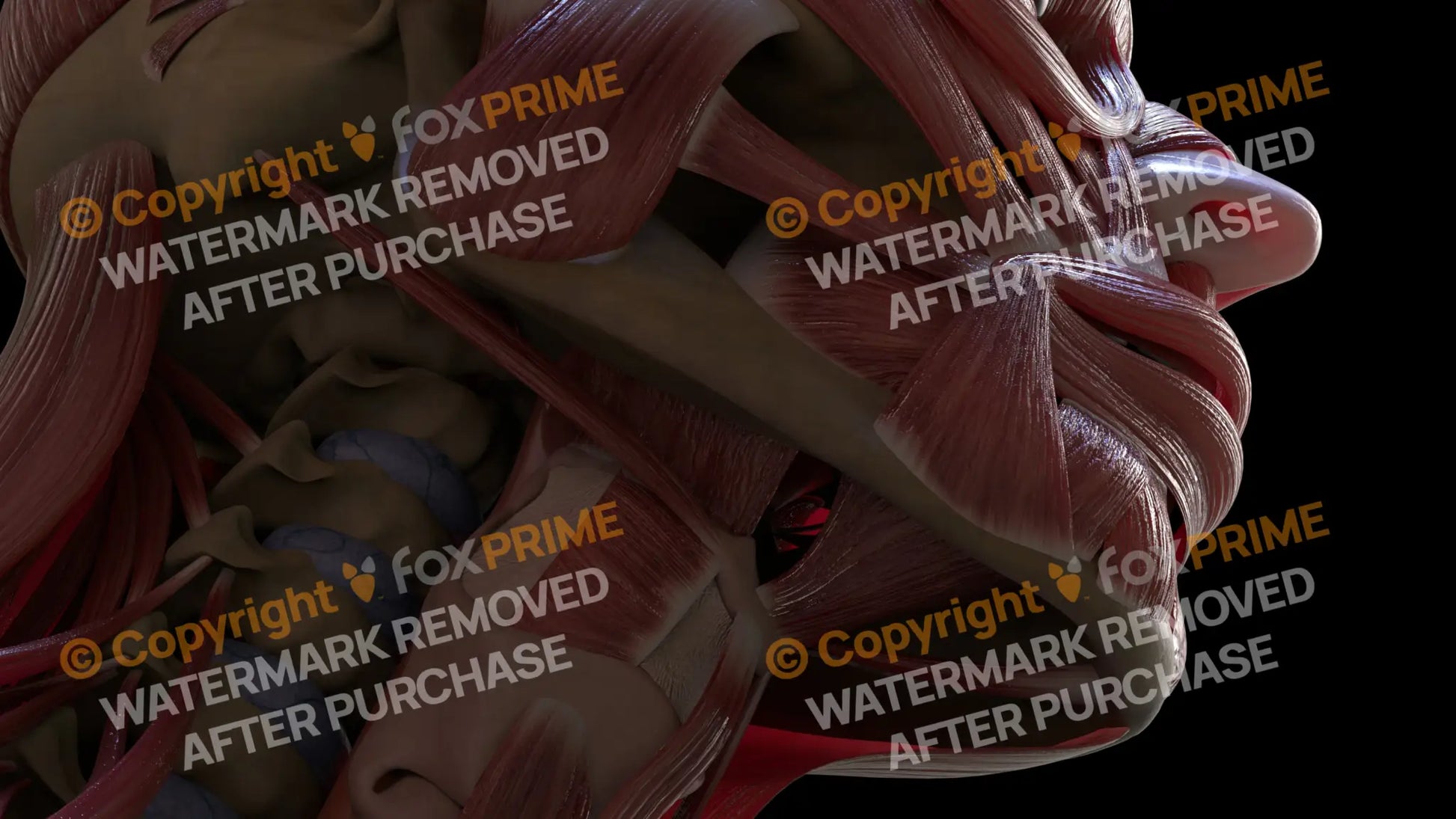 Muscular System Stylohyoid 1 Still Shot