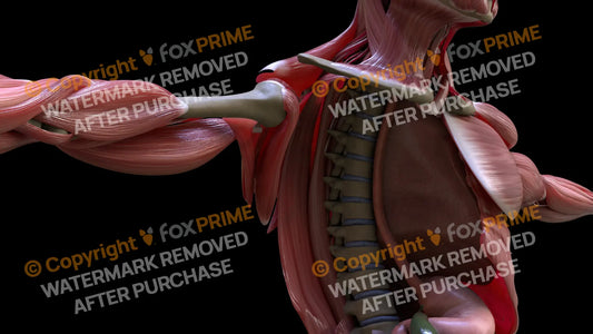 Muscular System Subscapularis 1 Still Shot