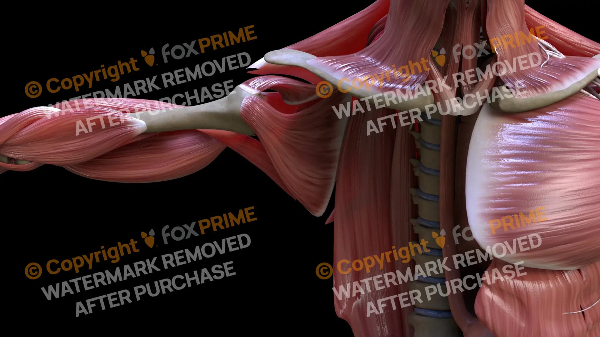 Muscular System Subscapularis 2 Still Shot