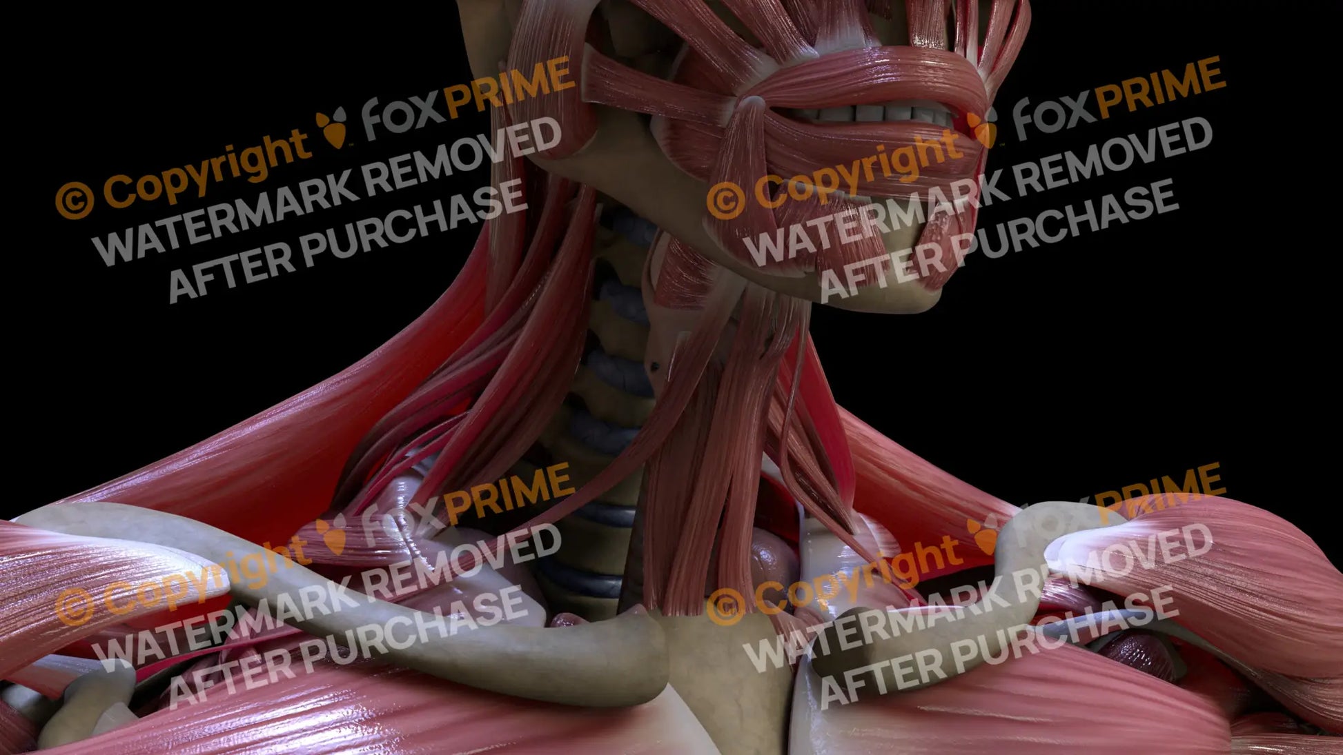 Muscular System Superio Belly Omohyoid 1 Still Shot