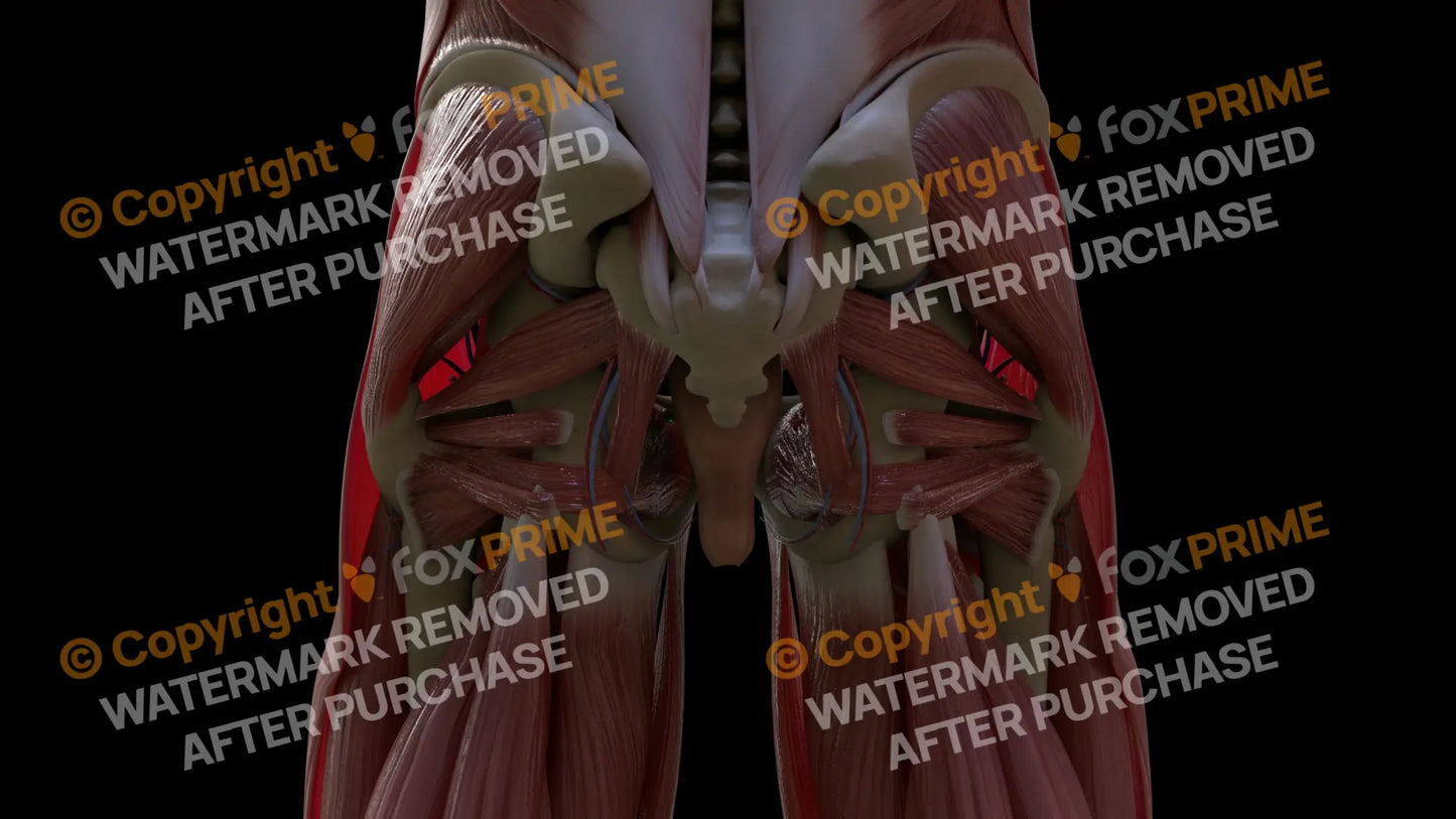 Muscular System Superior Gemellus 1 Still Shot