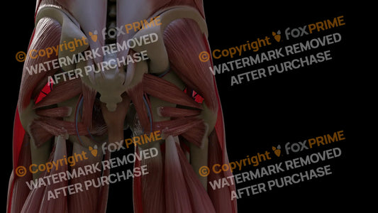 Muscular System Superior Gemellus 2 Still Shot