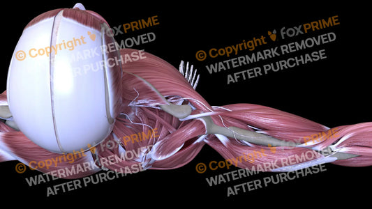 Muscular System Supraspinatus 1 Still Shot