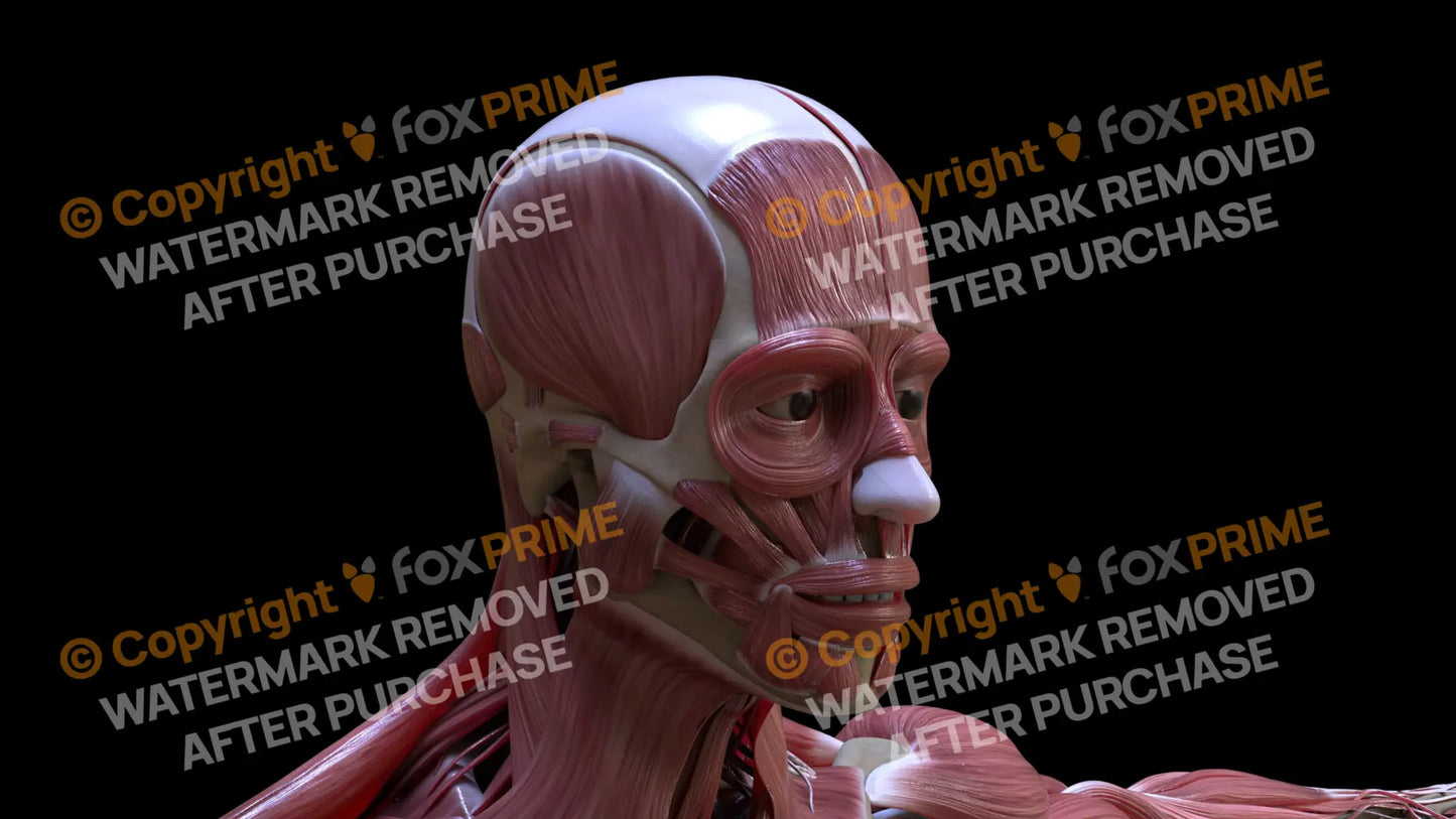 Muscular System Temporalis 1 Still Shot
