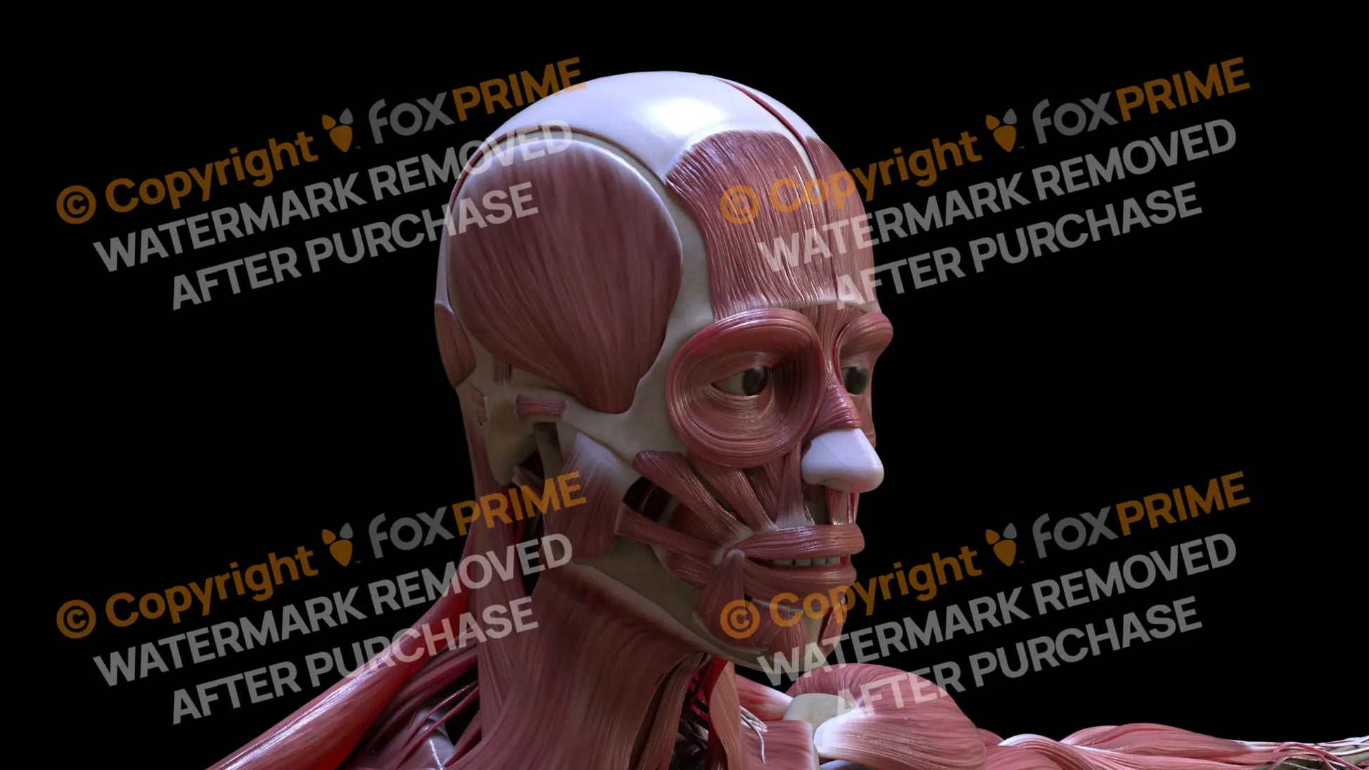 Muscular System Temporalis 1 Still Shot