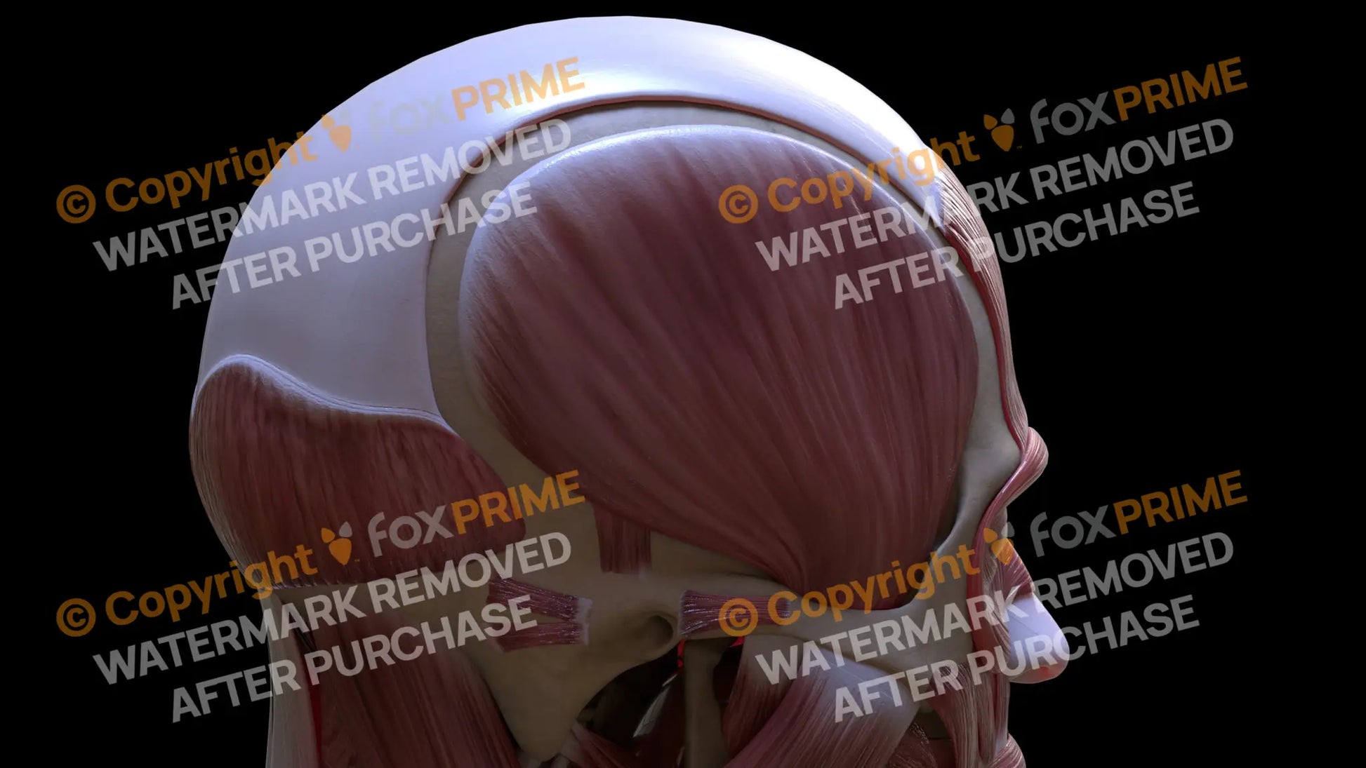 Muscular System Temporalis 3 Still Shot