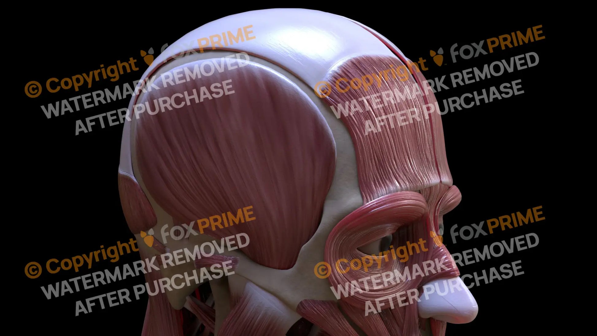 Muscular System Temporalis 4 Still Shot