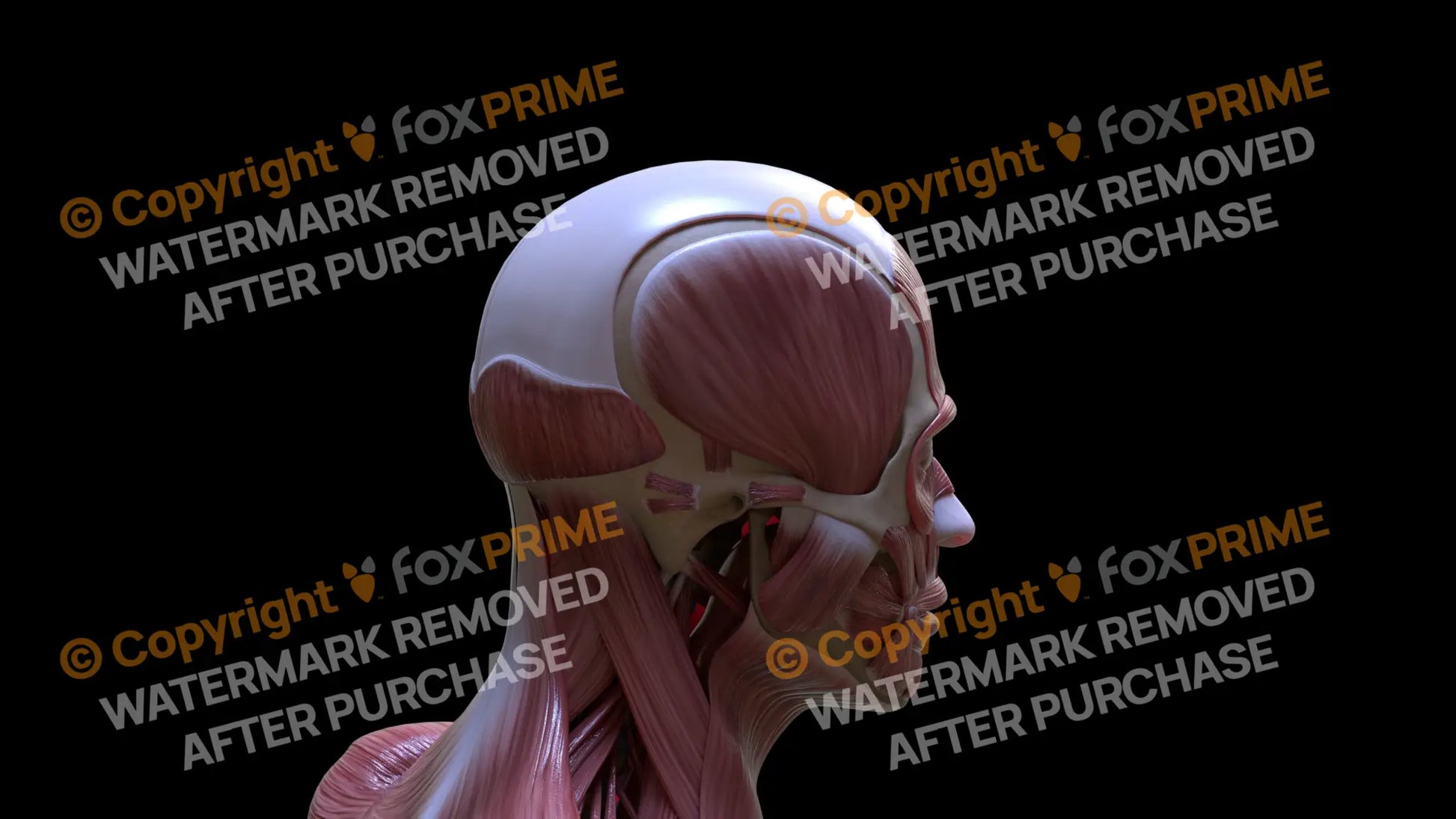Muscular System Temporalis 5 Still Shot
