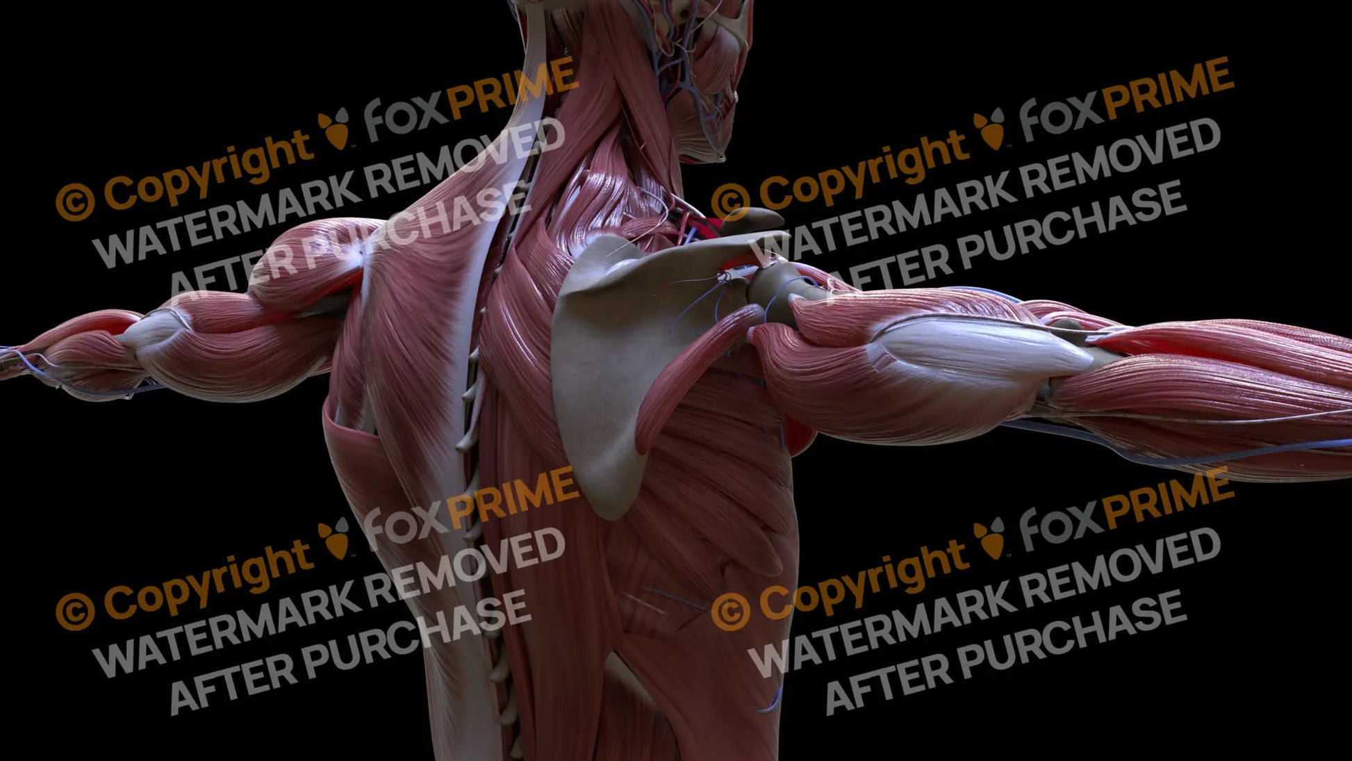 Muscular System Teres Minor 1 Still Shot