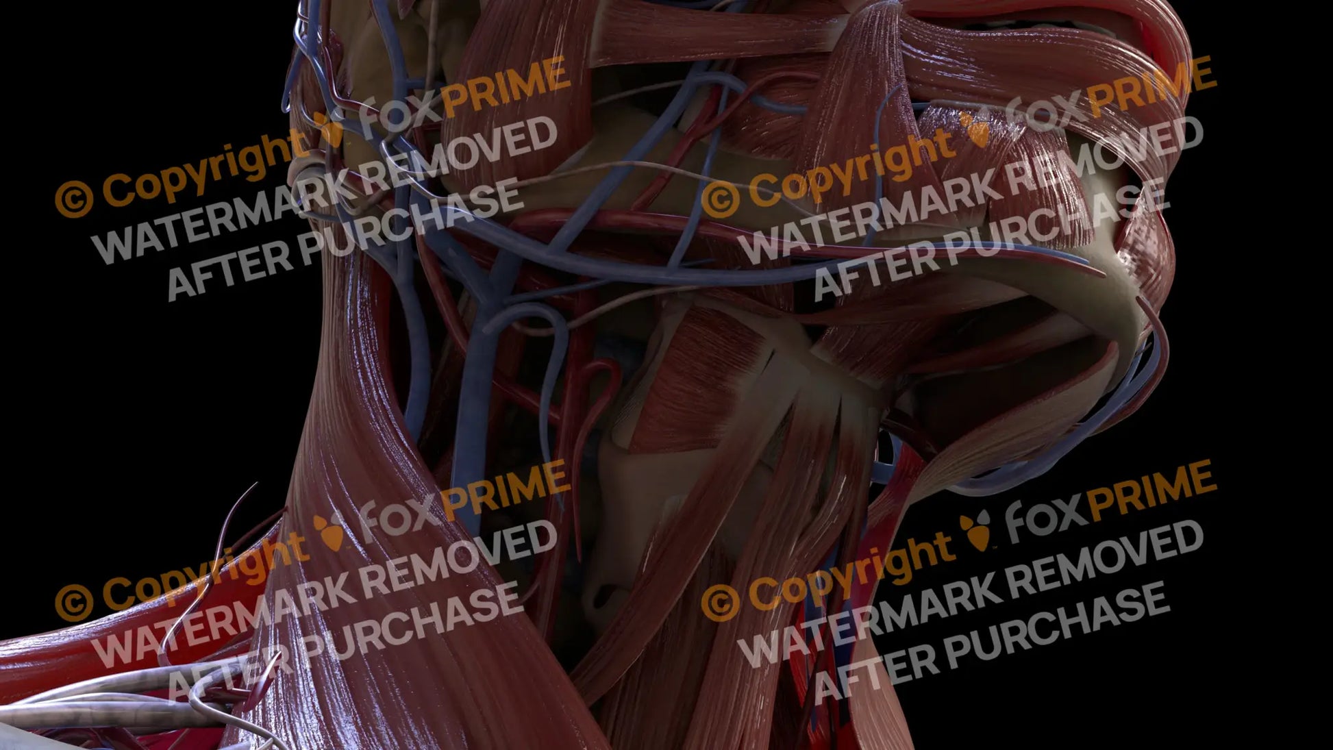 Muscular System Thyrohyoid 1 Still Shot