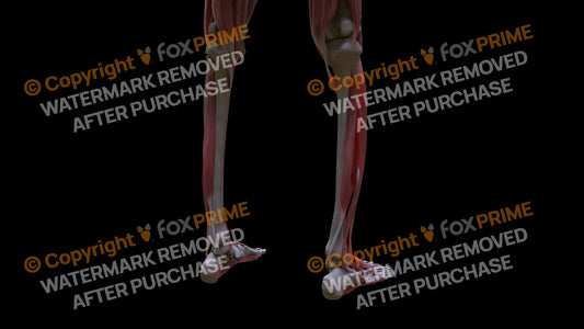 Muscular System Tibialis Posterior 1 Still Shot