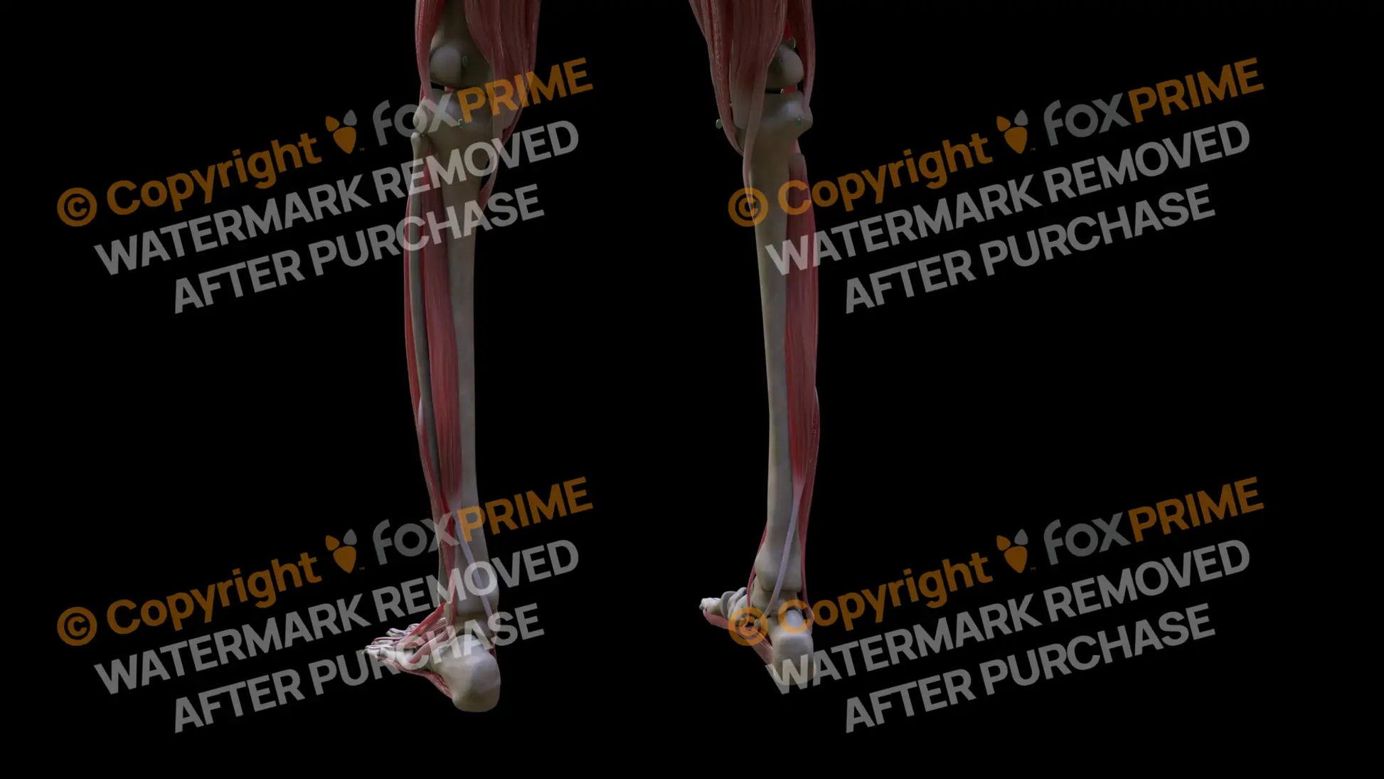 Muscular System Tibialis Posterior 2 Still Shot