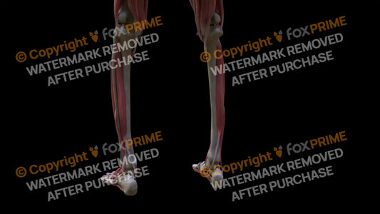 Muscular System Tibialis Posterior 2 Still Shot