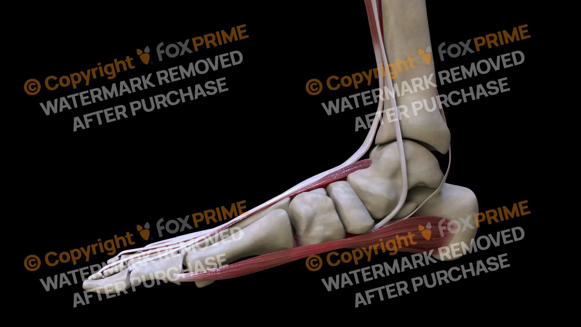Muscular System Tibialis Posterior 4 Still Shot