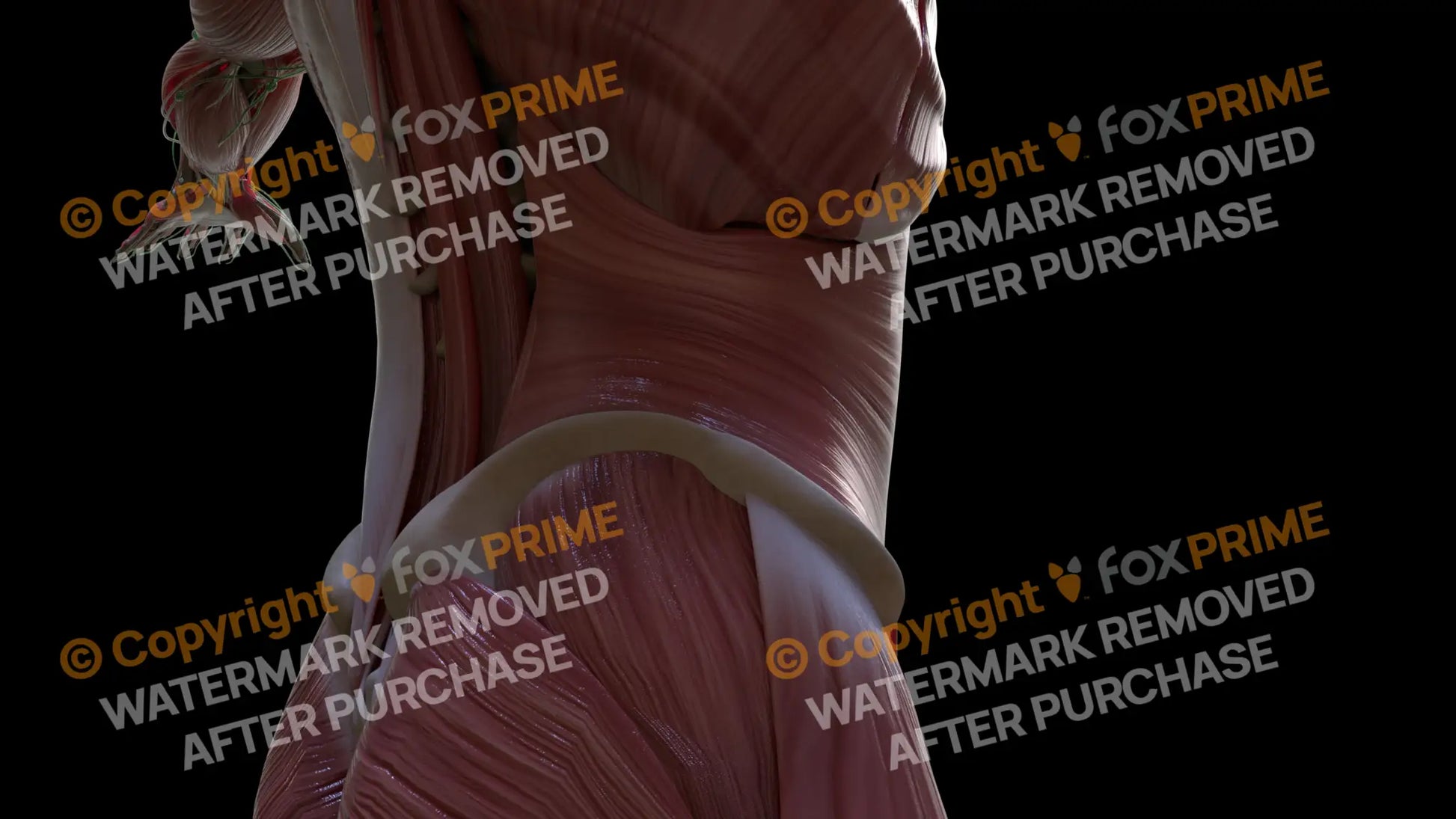 Muscular System Transversus Abdominis 2 Still Shot